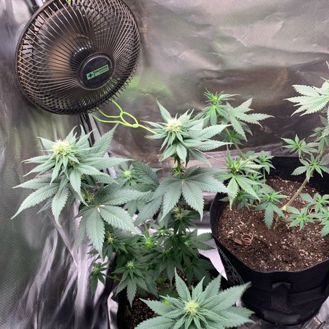 Bud love s2  growlog timeline photo