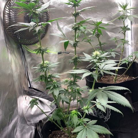 Bud love s2  growlog timeline photo