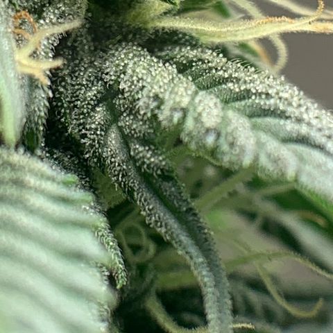 Bud love s2  growlog timeline photo