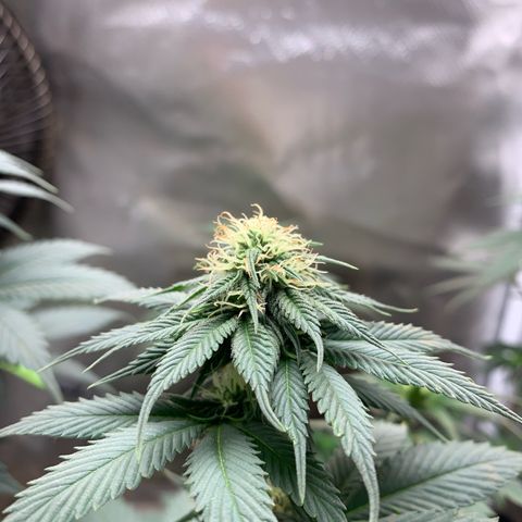 Bud love s2  growlog timeline photo