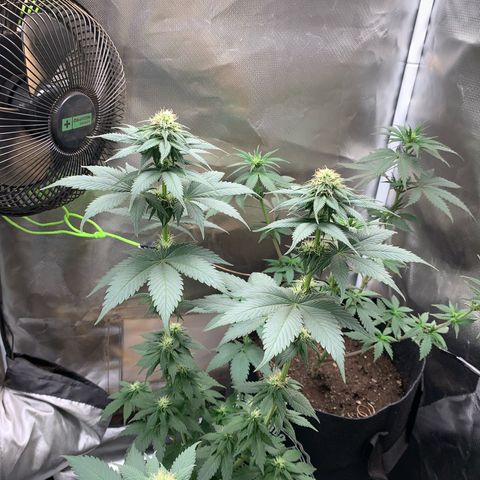 Bud love s2  growlog timeline photo