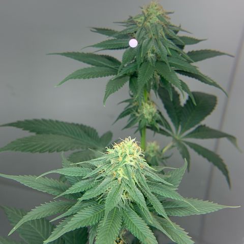 Bud love s2  growlog timeline photo