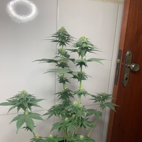 Bud love s2  growlog timeline photo