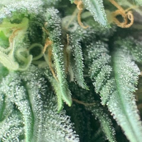 Bud love s2  growlog timeline photo