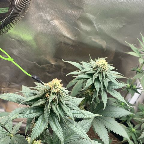 Bud love s2  growlog timeline photo