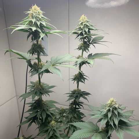 Bud love s2  growlog timeline photo