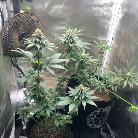 Bud love s2  growlog timeline photo