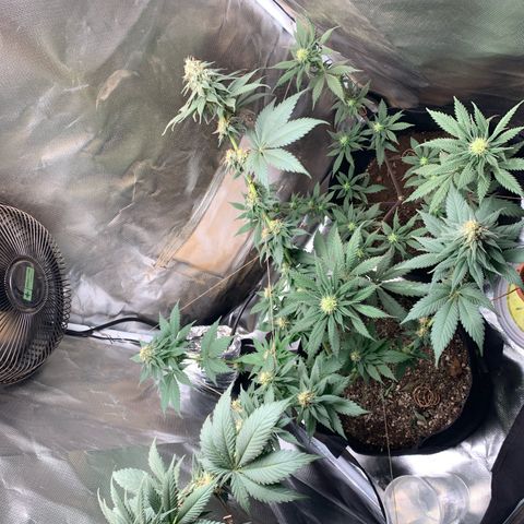 Bud love s2  growlog timeline photo
