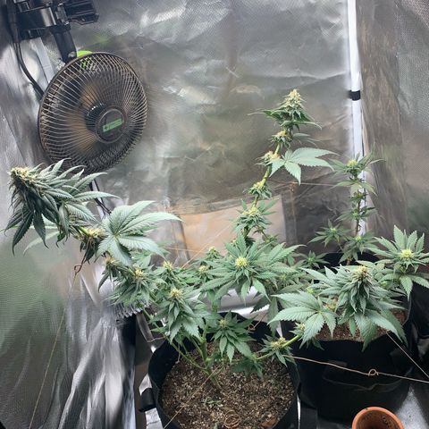Bud love s2  growlog timeline photo