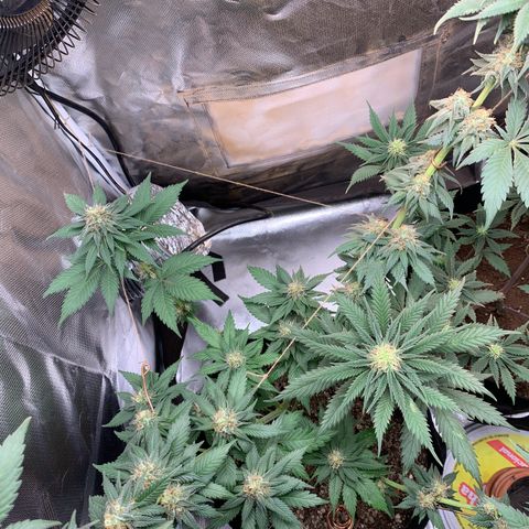 Bud love s2  growlog timeline photo