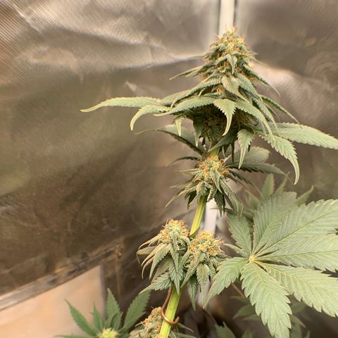 Bud love s2  growlog timeline photo