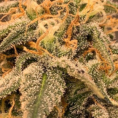 Bud love s2  growlog timeline photo
