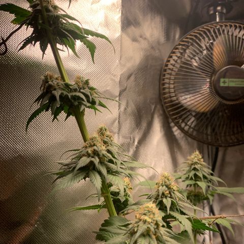 Bud love s2  growlog timeline photo