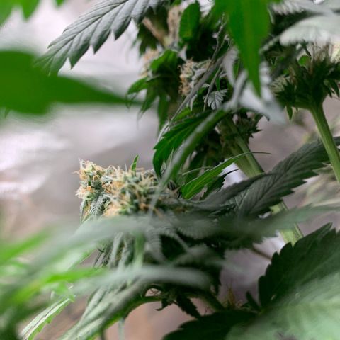 Bud love s2  growlog timeline photo