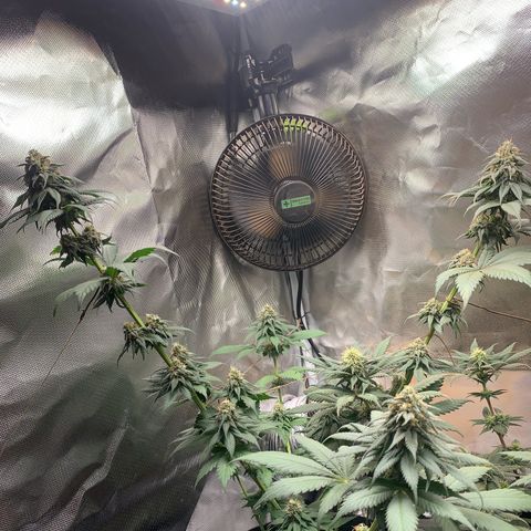 Bud love s2  growlog timeline photo