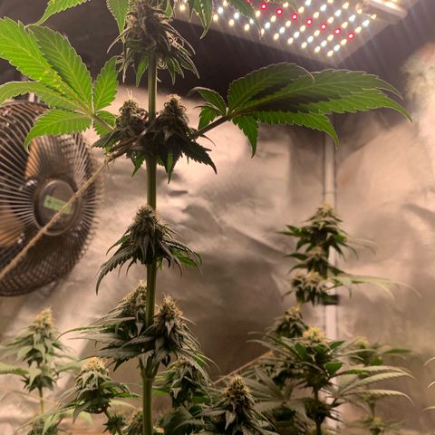 Bud love s2  growlog timeline photo