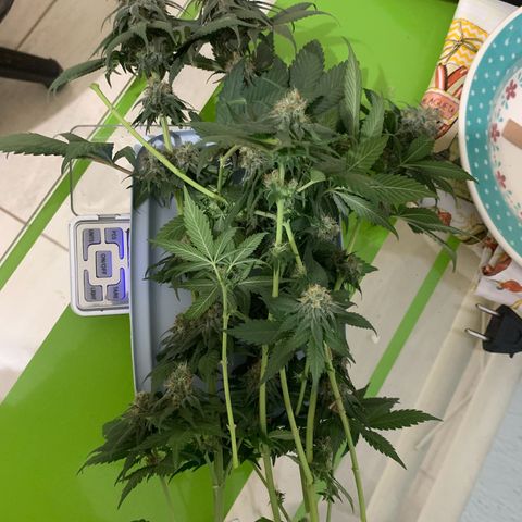 Bud love s2  growlog photo: Deixei algumas folhas maiores pelo fato da umidade na minha região ser muito baixa, quero garantir uma seca de qualidade…72g molhado.