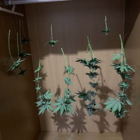 Bud love s2  growlog photo: Deixei algumas folhas maiores pelo fato da umidade na minha região ser muito baixa, quero garantir uma seca de qualidade…72g molhado.