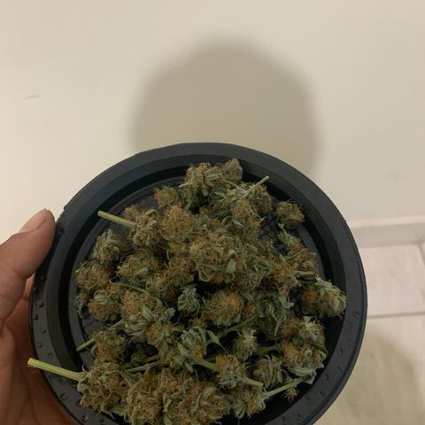 Bud love s2  growlog photo: Rendimento 10g tnc compensa não 