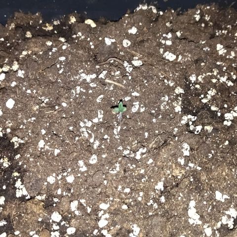 Condor growlog photo: 89% humedad
19 grados al final del periodo de luz