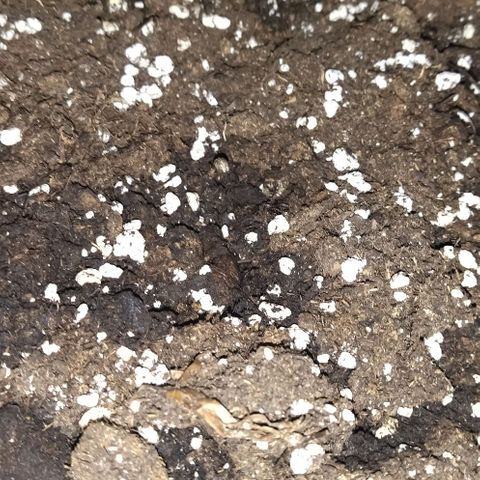 Condor growlog photo: 89% humedad
19 grados al final del periodo de luz