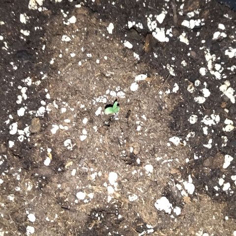 Condor growlog photo: 89% humedad
19 grados al final del periodo de luz