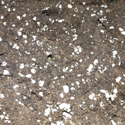 Condor growlog photo: 89% humedad
19 grados al final del periodo de luz