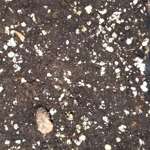 Condor growlog photo: 89% humedad
19 grados al final del periodo de luz