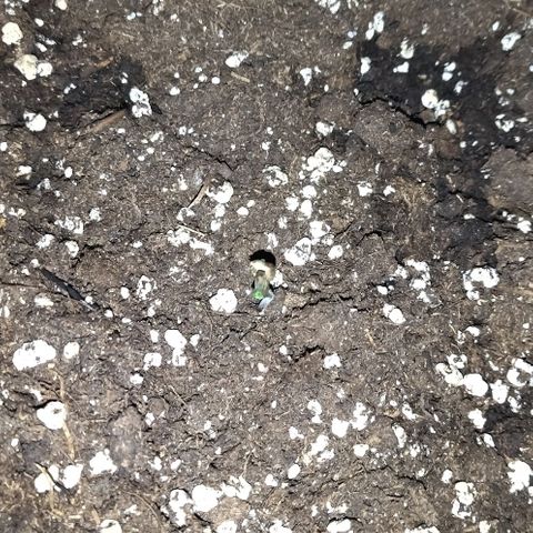 Condor growlog photo: 89% humedad
19 grados al final del periodo de luz