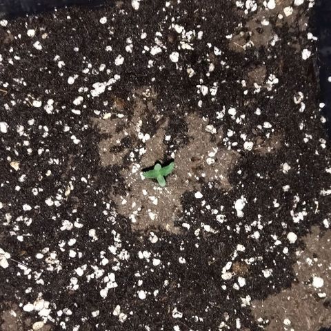 Condor growlog photo: Regado 
Parámetros 
22 grados
70 humedad