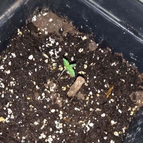 Condor growlog photo: Regado 
Parámetros 
22 grados
70 humedad