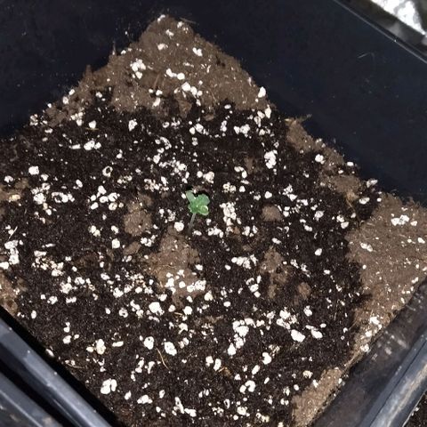 Condor growlog photo: Regado 
Parámetros 
22 grados
70 humedad