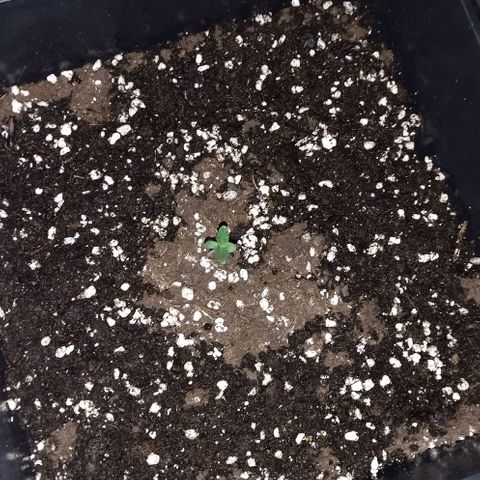 Condor growlog photo: Regado 
Parámetros 
22 grados
70 humedad