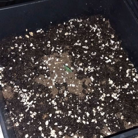 Condor growlog photo: Regado 
Parámetros 
22 grados
70 humedad