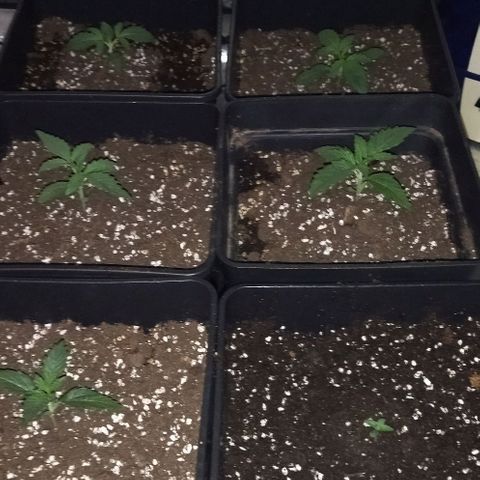 Condor growlog photo: 25°
85%H

Se agrego tierra a la recién germinada