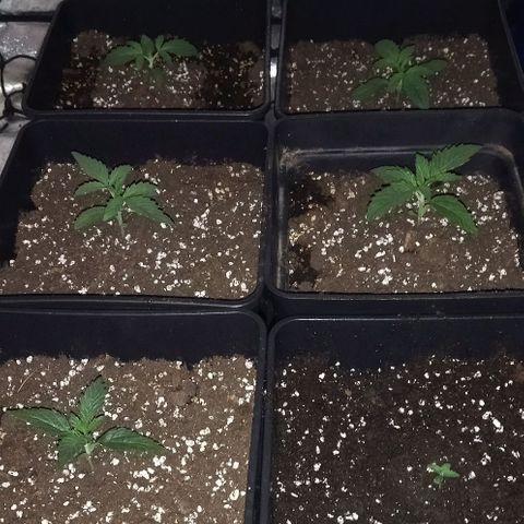 Condor growlog photo: 25°
85%H

Se agrego tierra a la recién germinada