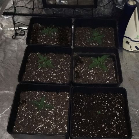 Condor growlog photo: 25°
85%H

Se agrego tierra a la recién germinada