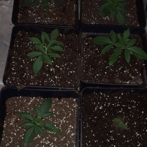 Condor growlog photo: Noche con problemas de refrigeración 29° constantes, en periodo noche quedó estabilizado, se relleno maceterosqra fortalecer apoyo de tronco