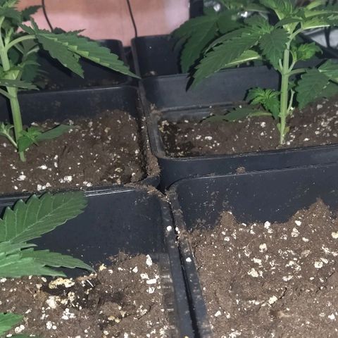 Condor growlog timeline photo