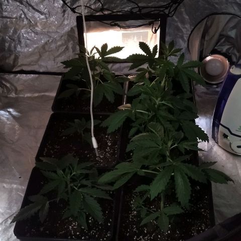 Condor growlog photo: Todo normal clima perfec!!