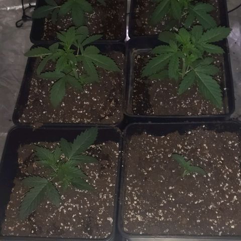 Condor growlog photo: Clima estabilizado
Regado con agua de acuario muy desidratadas