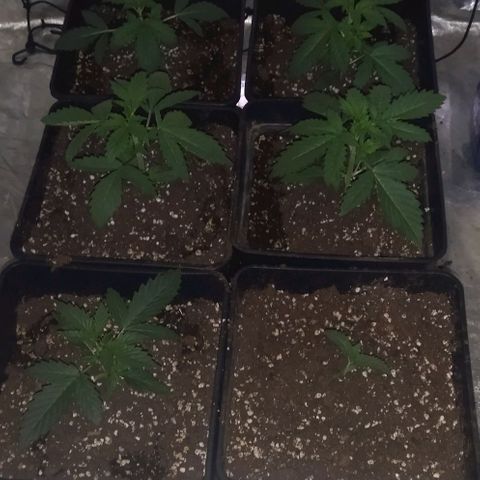 Condor growlog photo: Clima estabilizado
Regado con agua de acuario muy desidratadas