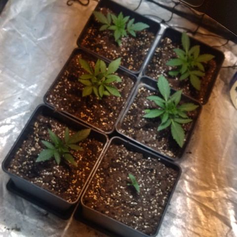Condor growlog photo: Todo perfecto 
