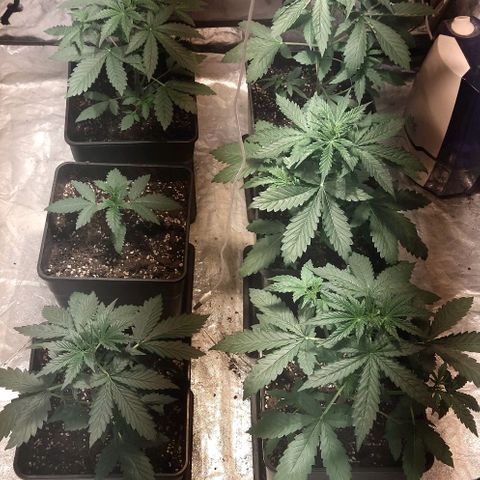Condor growlog photo: Regulando temperatura llegando a maximo