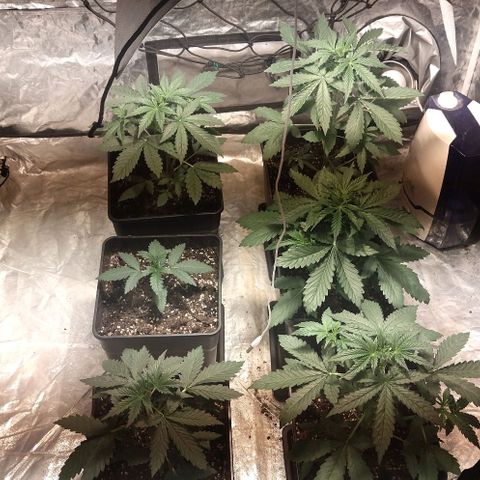 Condor growlog photo: Regulando temperatura llegando a maximo