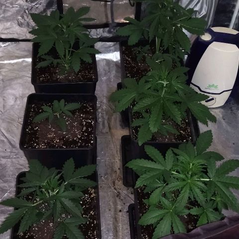 Condor growlog timeline photo