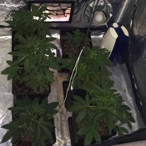 Condor growlog timeline photo