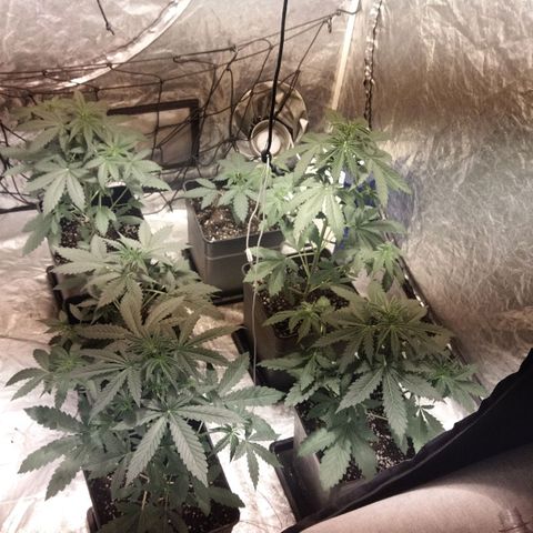 Condor growlog timeline photo