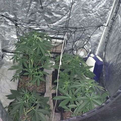Condor growlog timeline photo