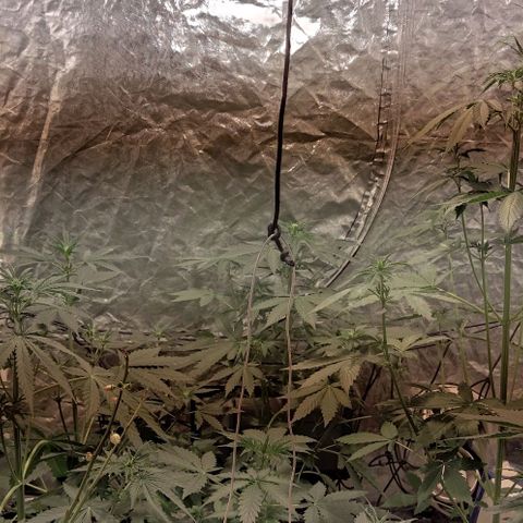 Condor growlog timeline photo